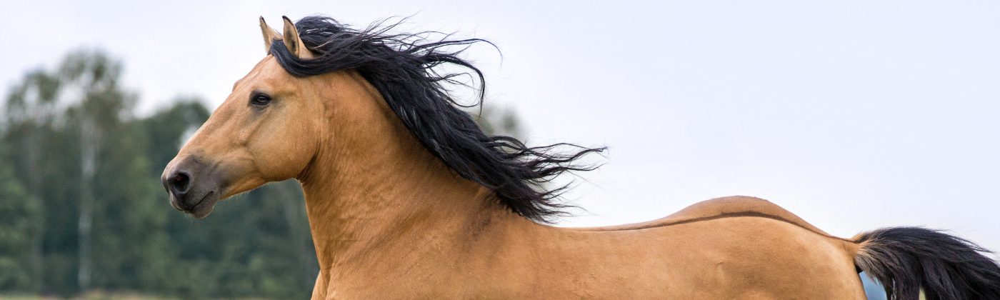 Equigain